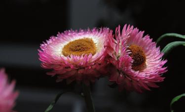 Helichrysum stoechas, nommée communément immortelle