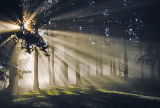 lumière qui transperce une forêt