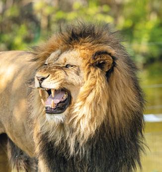 lion